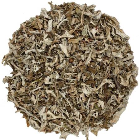 Liquen de Islandia TEAinFUSION | Infusión balsámica y natural sin teína