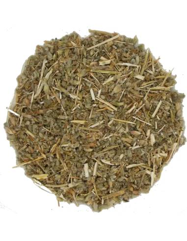 Marrubio Blanco TEAinFUSION | Bienestar digestivo y respiratorio