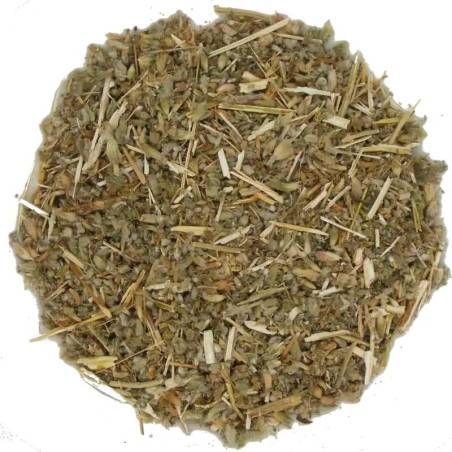 Marrubio Blanco TEAinFUSION | Bienestar digestivo y respiratorio