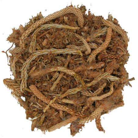 Yemas de Pino TEAinFUSION | Bienestar respiratorio natural