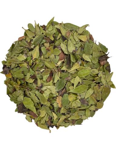 Gayuba BIO TEAinFUSION | Bienestar urinario natural