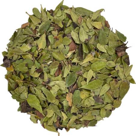 Gayuba BIO TEAinFUSION | Bienestar urinario natural