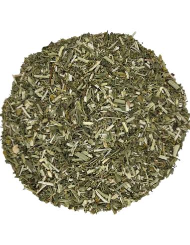 Ruda planta cortada TEAinFUSION | Infusión aromática