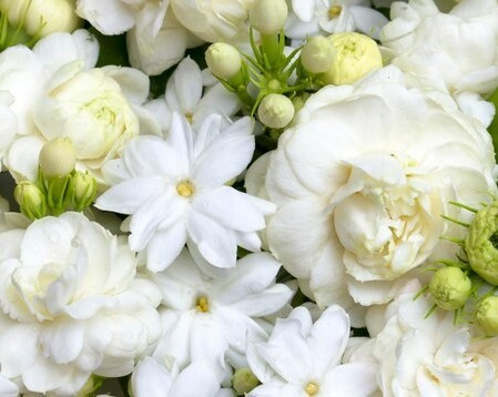 Comprar flores para infusiones online | TEAinFUSION