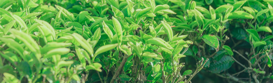 Tés gourmet TEAinFUSION