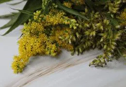 Solidago: la hierba depurativa de la tradición europea